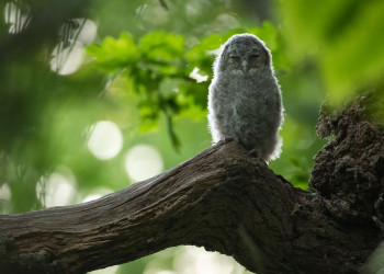 Photo of a young Tawny Owl taken by Billy Evans-Freke, image links to the news item