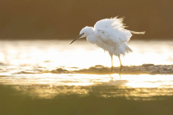 A little egret (Egretta garzetta) ruffling its feathers in the sunset. BIlly Evans-Freke
