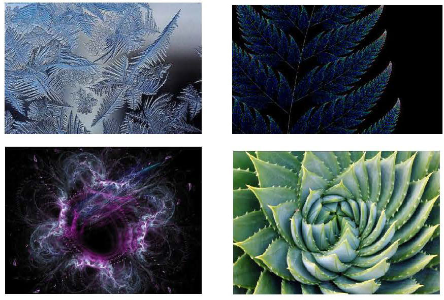 Clockwise from top left: Ice crystals, leaf formation, star formation, aloe vera leaves